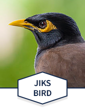 JIKS Bird